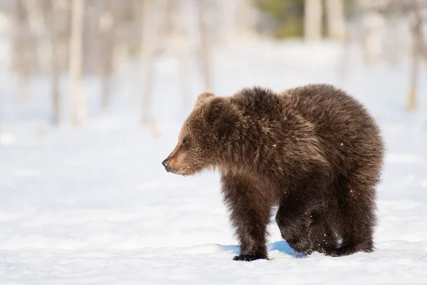 Een Jonge Bruine Beer Loopt Een Besneeuwd Moeras Finland — Stockfoto