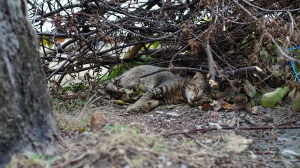 Close Gray Striped Cat Sleeping Peacefully Shade Dry Brushwood Garden — Stock Photo, Image