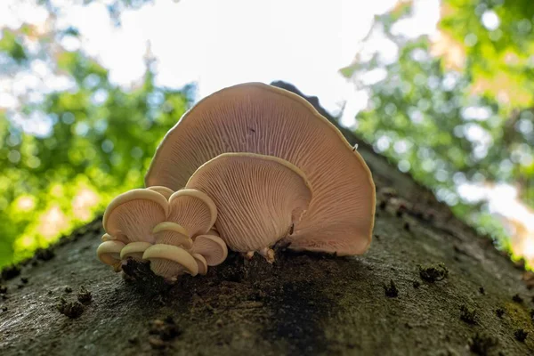 Frische Lungen Austernpilze Wald Einer Toten Buche — Stockfoto