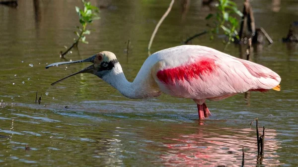 Houston Yakınlarındaki Bir Parkta Beslenen Bir Gül Kaşığının Platalea Ajaja — Stok fotoğraf