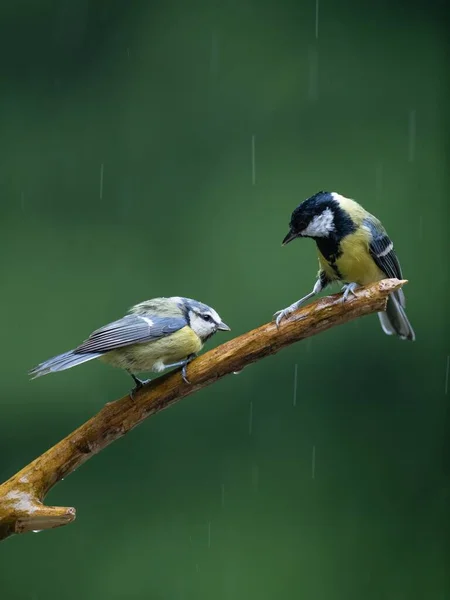 Vertical Closeup Shot Beautiful Great Tits Perched Branch Raindrops — Φωτογραφία Αρχείου