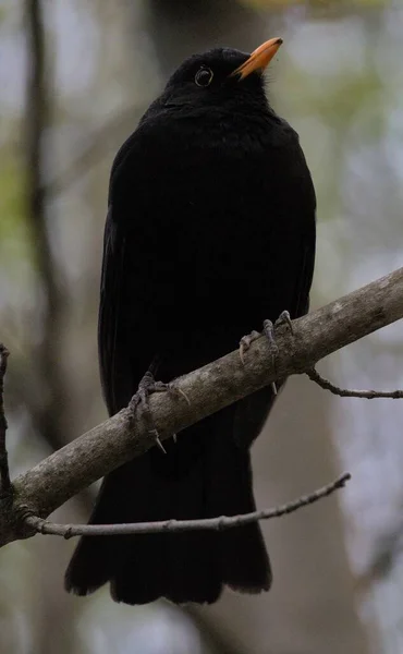 Вертикальный Крупный План Красивой Черной Птицы Ветке Дерева — стоковое фото