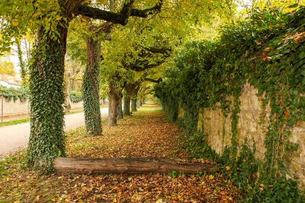 Ein Schöner Fußweg Umgeben Von Umgestürzten Blättern Und Bäumen — Stockfoto