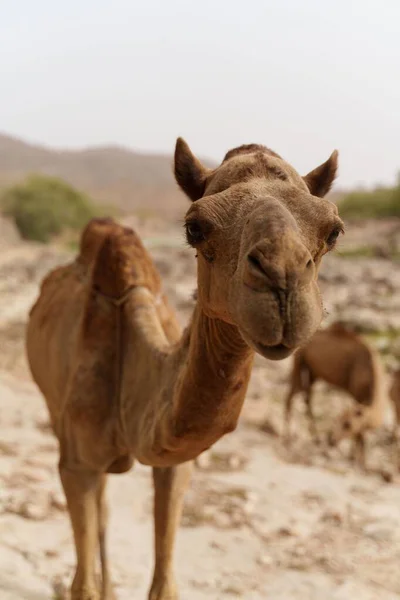 Disparo Vertical Lindo Camello Desierto Salalah Omán — Foto de Stock