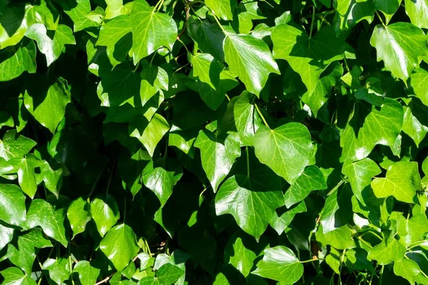 Close Folhas Verdes Frescas Sob Luz Solar — Fotografia de Stock