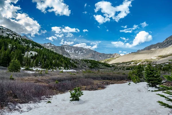 Eine Schöne Aufnahme Von Kiefern Mit Dem Hintergrund Der Berge — Stockfoto