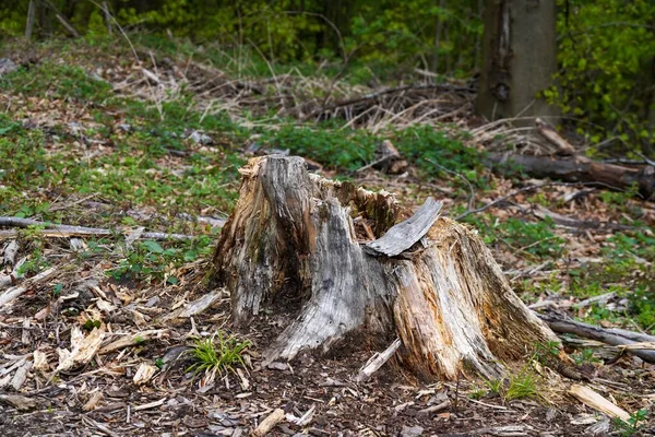 Срубленный Ствол Дерева Лесу — стоковое фото