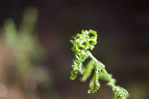 Bulanık Arkaplanda Yeşil Bir Bitkinin Yakın Plan Çekimi — Stok fotoğraf