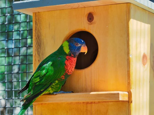在保育中心的鸟舍里拍到一只金雀花鸟的特写 — 图库照片