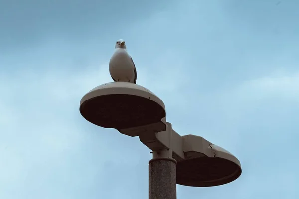 Tiro Ángulo Bajo Gaviota Blanca Posada Lámpara Calle Fondo Del — Foto de Stock