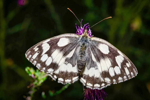 Närmare Titt Vit Fjäril Naturlig Miljö Färgglada Växter — Stockfoto