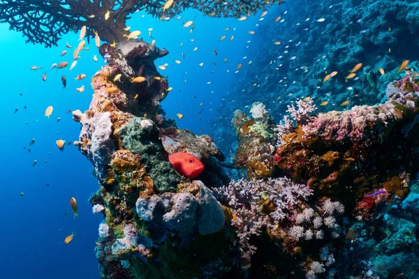 Table Coral Jewel Perch Red Sea Marsa Alam Egypt — Stock Photo, Image