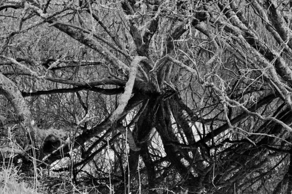Uma Vista Baixo Ângulo Uma Bela Árvore Preto Branco — Fotografia de Stock