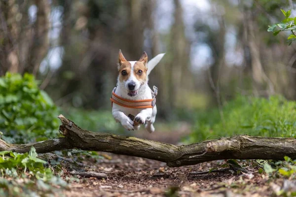 Fuoco Superficiale Jack Russell Terrier Cucciolo Con Colletto Saltare Ramo — Foto Stock