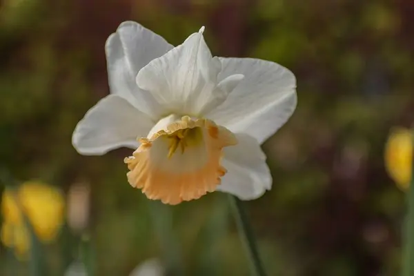 Gros Plan Fleur Jonquille Blanche Dans Jardin — Photo