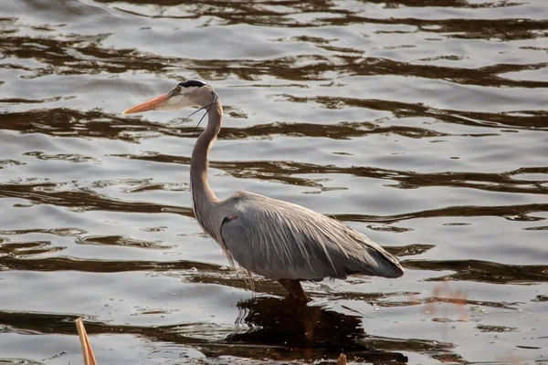 Vista Cerca Una Gran Garza Azul Posándose Agua —  Fotos de Stock