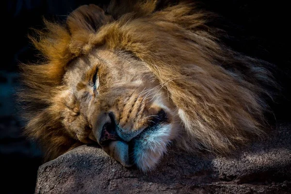 Close Leão Panthera Leo Dormindo Rocha — Fotografia de Stock