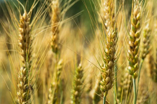 Фото Декількох Колосків Твердої Пшениці Передньому Плані Довгими Стеблами — стокове фото