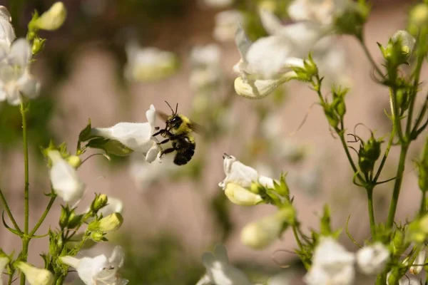 Primer Plano Abejorro Bombus Flor Blanca —  Fotos de Stock