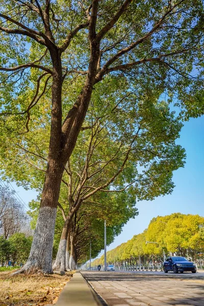 Tiro Vertical Árvores Perto Estrada Com Carro — Fotografia de Stock