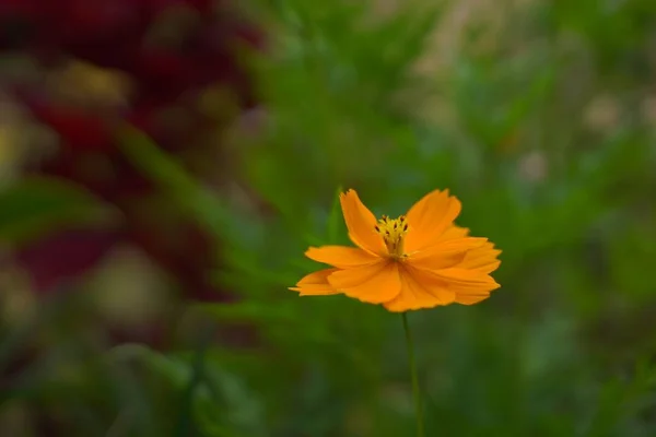 Enfoque Selectivo Flor Del Cosmos Naranja Jardín —  Fotos de Stock