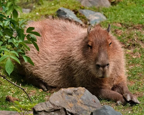 Foto aproximada da cabeça de uma capivara enquanto ela move suas