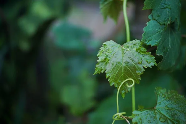 Een Close Shot Van Bloeiende Tak Met Groene Bladeren Geïsoleerd — Stockfoto