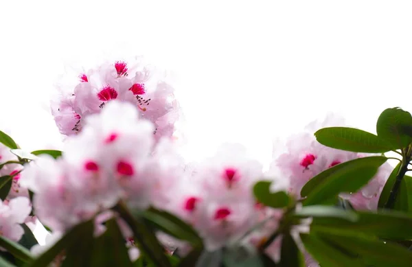 Een Selectieve Focus Shot Van Lichtroze Rhododendron Bloemen Tuin Met — Stockfoto