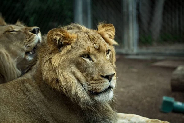 Primo Piano Leone Maschio Una Gabbia Dello Zoo — Foto Stock