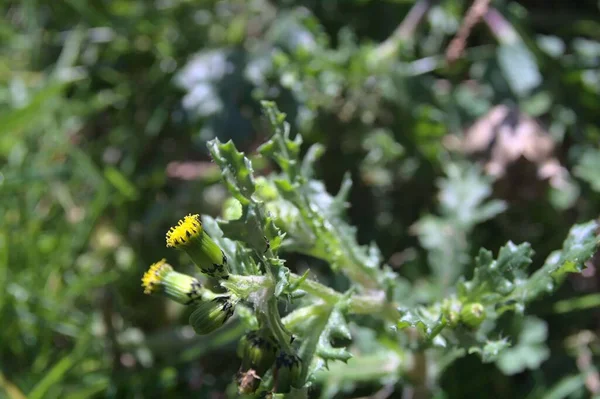 Bulanık Bitki Örtüsü Arka Planına Karşı Ortak Yeraltı Bitkisinin Yakın — Stok fotoğraf