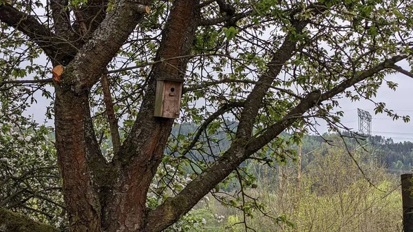 木鸟屋的特写在树上的木鸟屋特写 — 图库照片