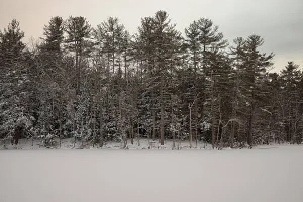 Ένα Όμορφο Πλάνο Ενός Χιονισμένου Λευκού Δάσους Γυμνά Καφέ Δέντρα — Φωτογραφία Αρχείου