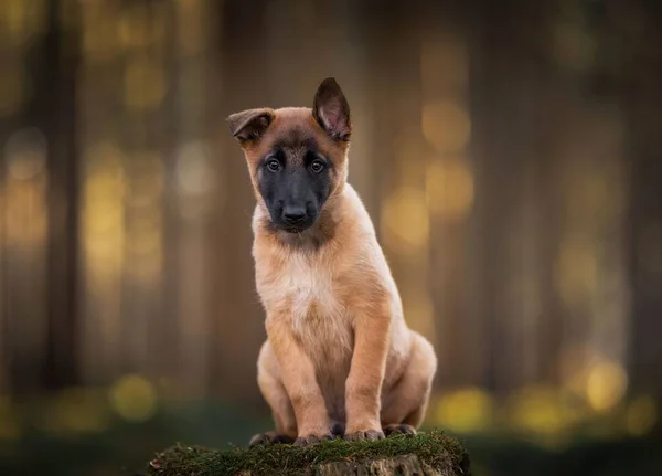 Ein Schöner Welpe Des Belgischen Schäferhundes Malinois Sitzt Auf Einem — Stockfoto