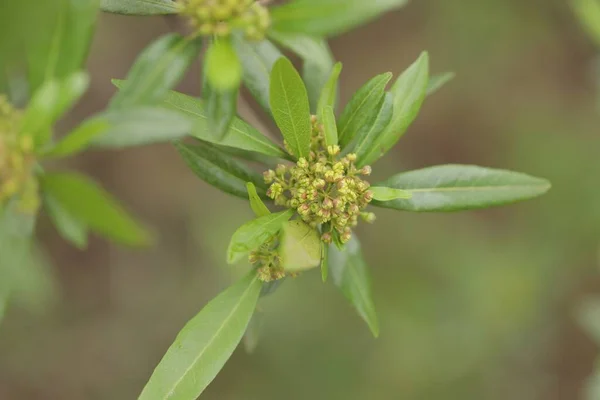 Bulanık Bir Arka Planda Ormanda Yeşil Yapraklı Küçük Bir Bitkinin — Stok fotoğraf