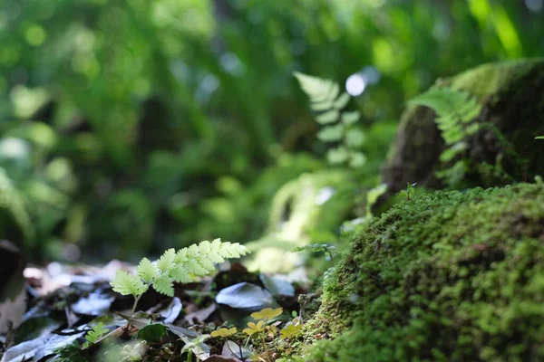 Egy Közeli Felvétel Egy Kis Növényről Zöld Levelekkel Ami Egy — Stock Fotó