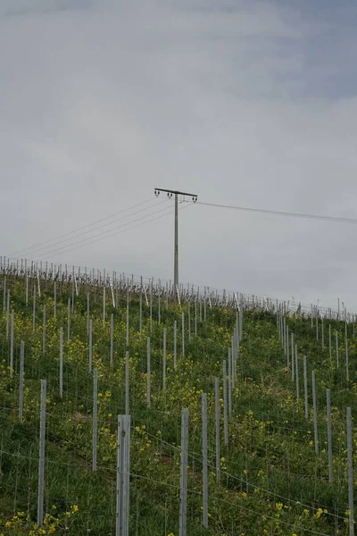 Vertikale Aufnahme Eines Weinbergs Einem Frühlingstag Rheinland Pfalz Deutschland — Stockfoto