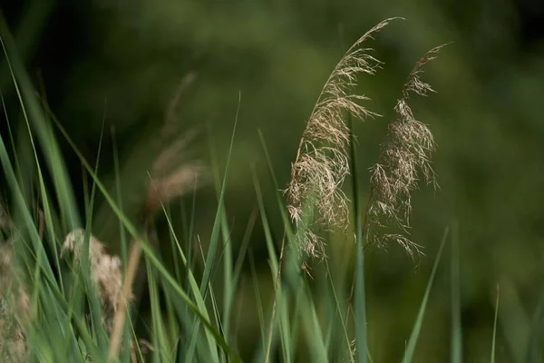 Gros Plan Plantes Herbacées Dans Une Forêt Sur Fond Flou — Photo