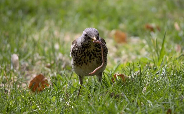 Een Closeup Van Een Prachtige Fieldfare Vogel Groen Gras — Stockfoto