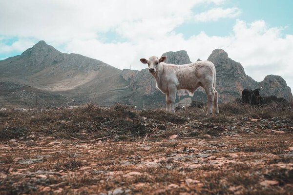 A beautiful shot of a white cow on a scenic nature background