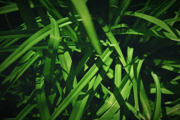 Крупним Планом Зелена Довга Листова Трава Сонячним Світлом — стокове фото