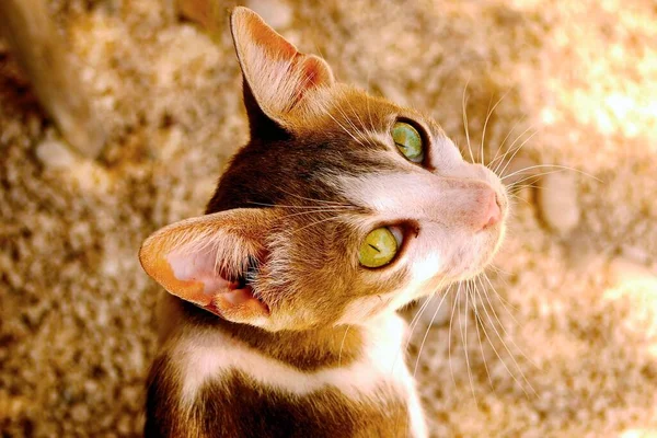 Eine Nahaufnahme Einer Niedlichen Gestromten Katze Die Die Kamera Schaut — Stockfoto