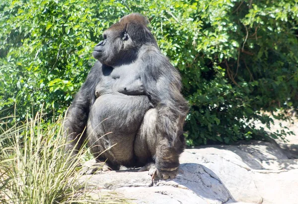 Uma Bela Foto Gorila — Fotografia de Stock