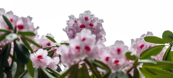 Panorámás Felvétel Világos Rózsaszín Rododendron Virágok Kert Fehér Háttér — Stock Fotó