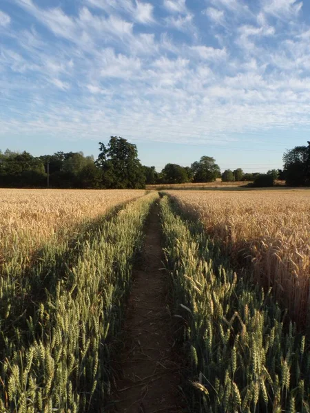 A vertical shot of a rural path in the middle of a field with cirrus clouds in the sky