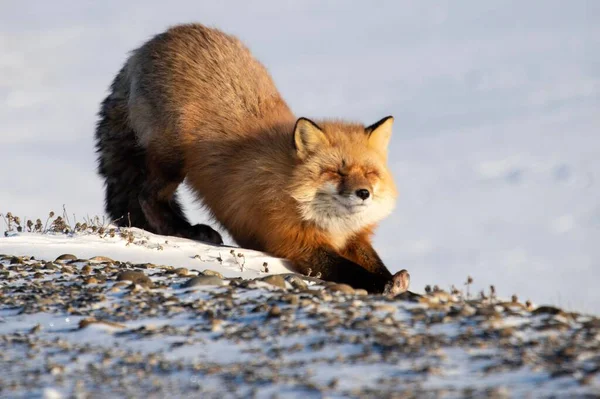 Een Closeup Van Een Rode Vos Een Besneeuwd Veld — Stockfoto