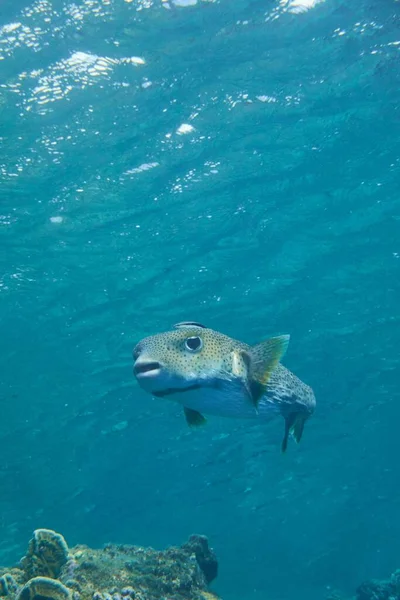 Вертикальний Постріл Риби Плаває Чистій Морській Воді — стокове фото