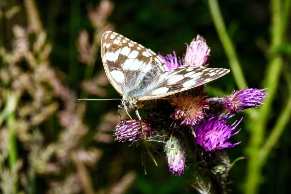 Een Blik Een Witte Vlinder Natuurlijke Habitat Kleurrijke Planten — Stockfoto
