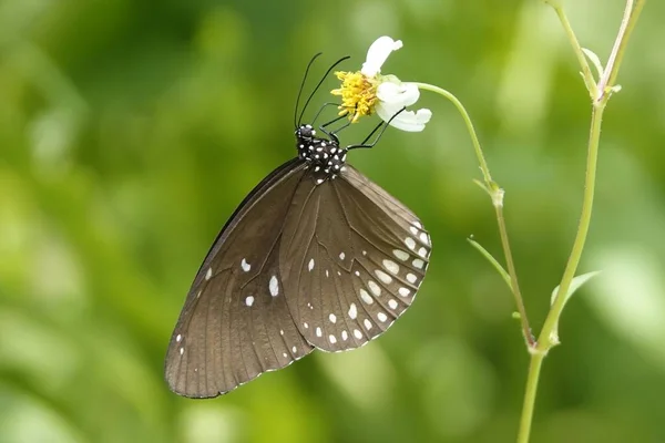 Крупный План Euploea Midamus Опыляющего Белых Цветах — стоковое фото