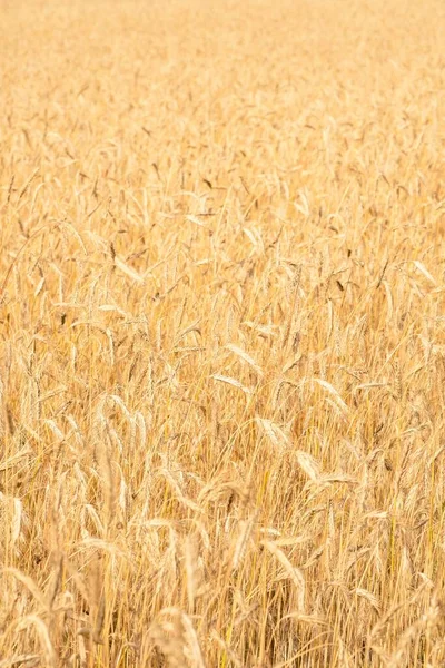 三畳紀の ポーランド小麦のフィールドの写真 植物は熟しており 収穫の準備ができています — ストック写真