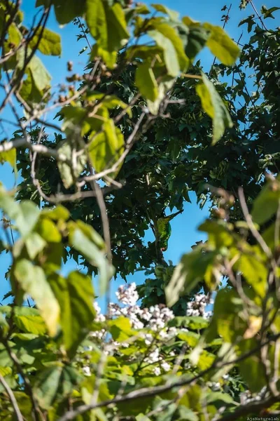 Colpo Verticale Fiori Bianchi Foglie Verdi Soleggiate Sull Albero — Foto Stock